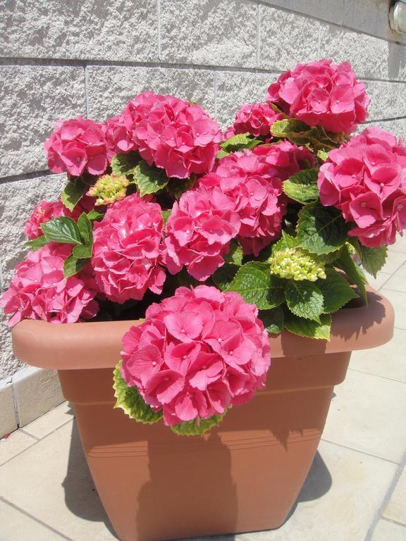 וירג'יו Hotel Garden מראה חיצוני תמונה